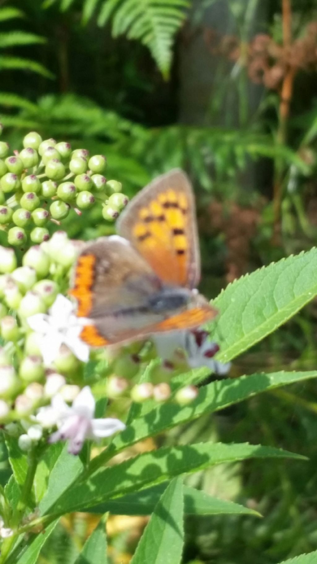 Riconoscimento farfalla 2? Lycaena phlaeas - Lycaenidae